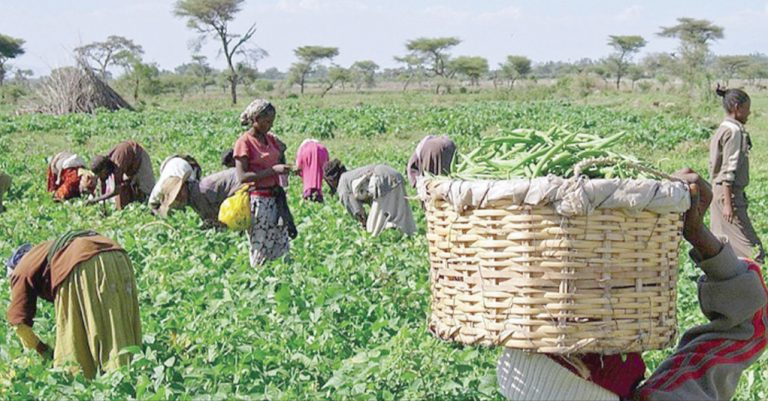 How gender imbalance in agriculture prices world $1trn – FAO
