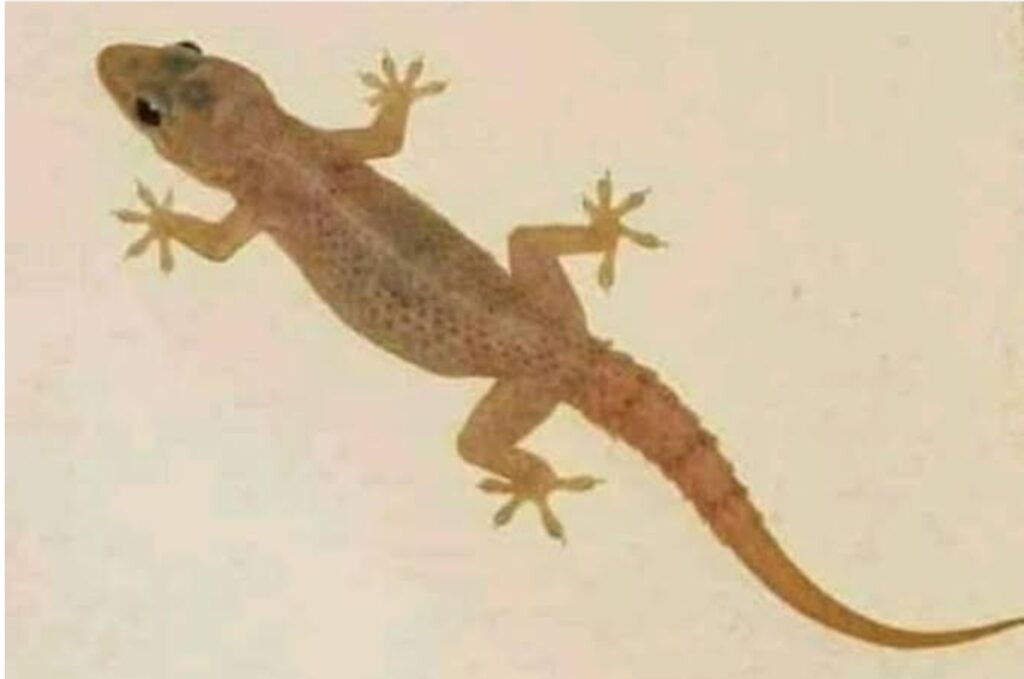 Reasons Why Wall Geckos (Omo onile) Keep Entering Your House and How You Can Stop Them from Coming