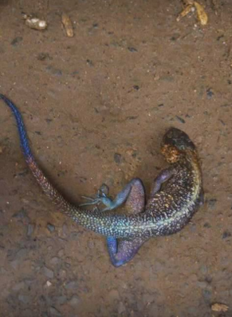 Nigerian woman allegedly gives birth to a Lizard in the market square (Photos)