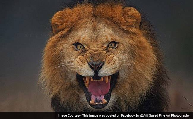 Shock as Lion Kills Worker at Popular Nigerian University