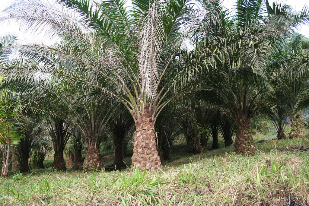 Nigeria and Malaysia Set to Sign MoU on Palm Biomass Development